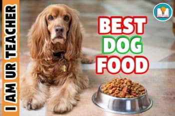 The Complete Guide to Finding The Best Dog Food In 2021